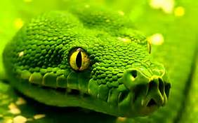 snake-green