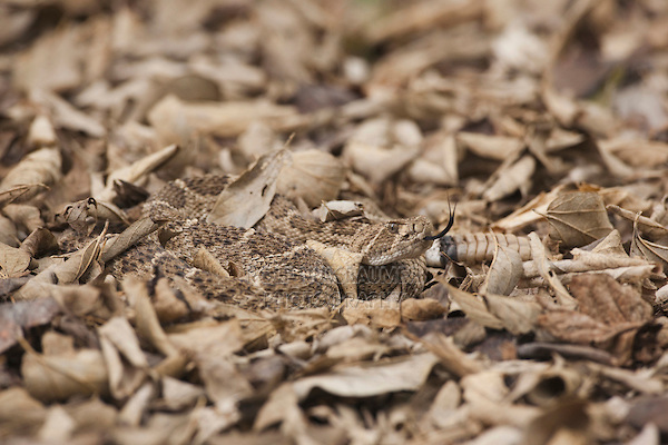 Western Diamondback Rattlesnake, Crotalus atrox