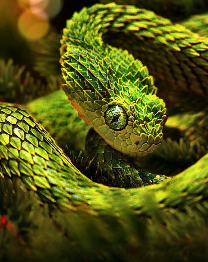 Snake Green Eyes II