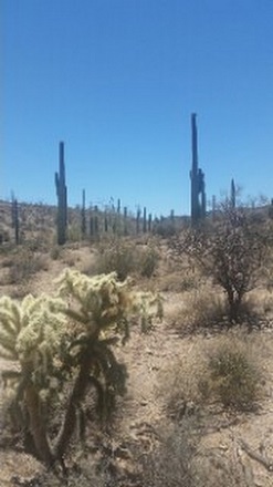 Desert Walk in June